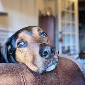 Meet your Posher, Porter